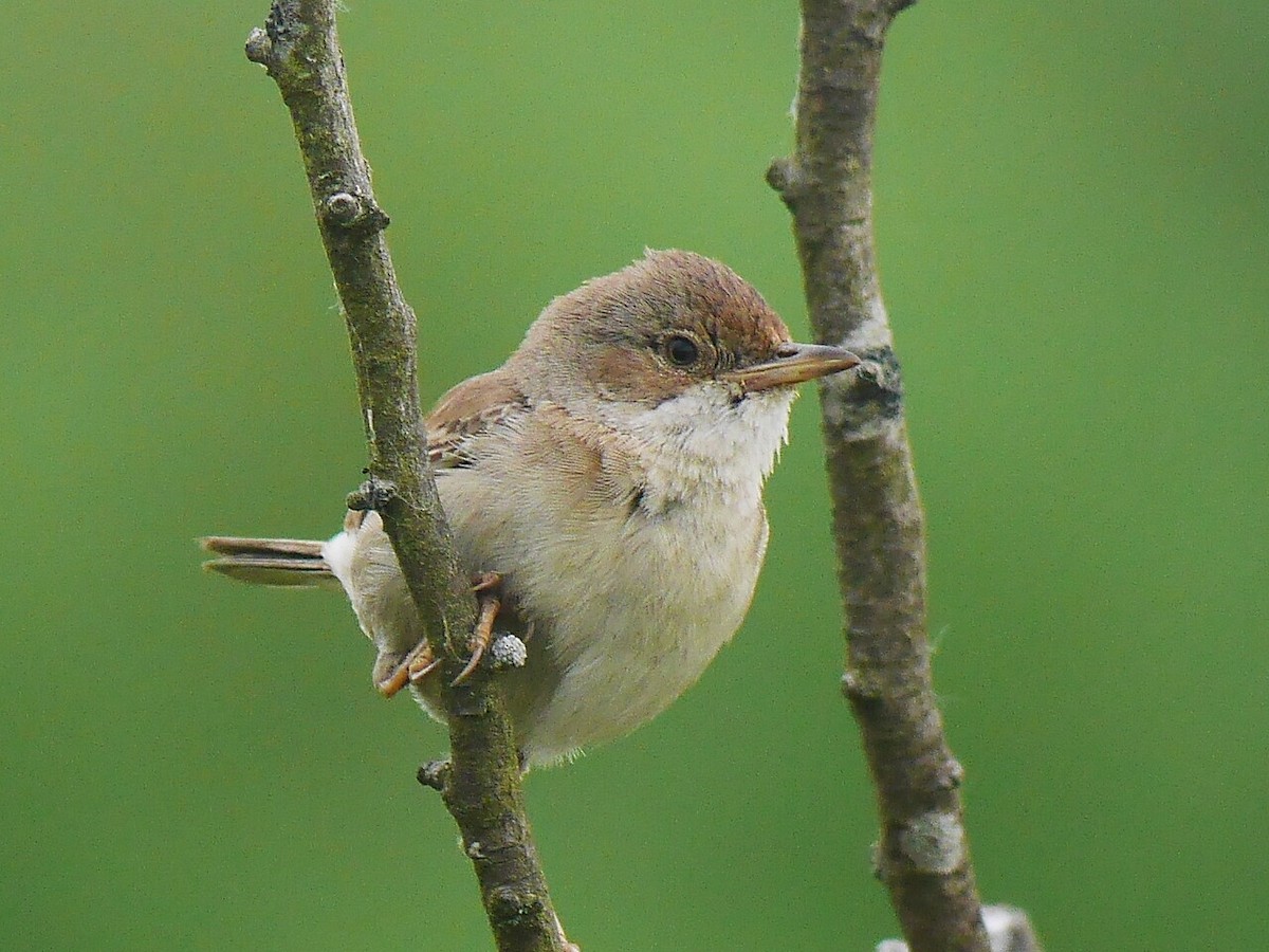 Greater Whitethroat - ML350620261