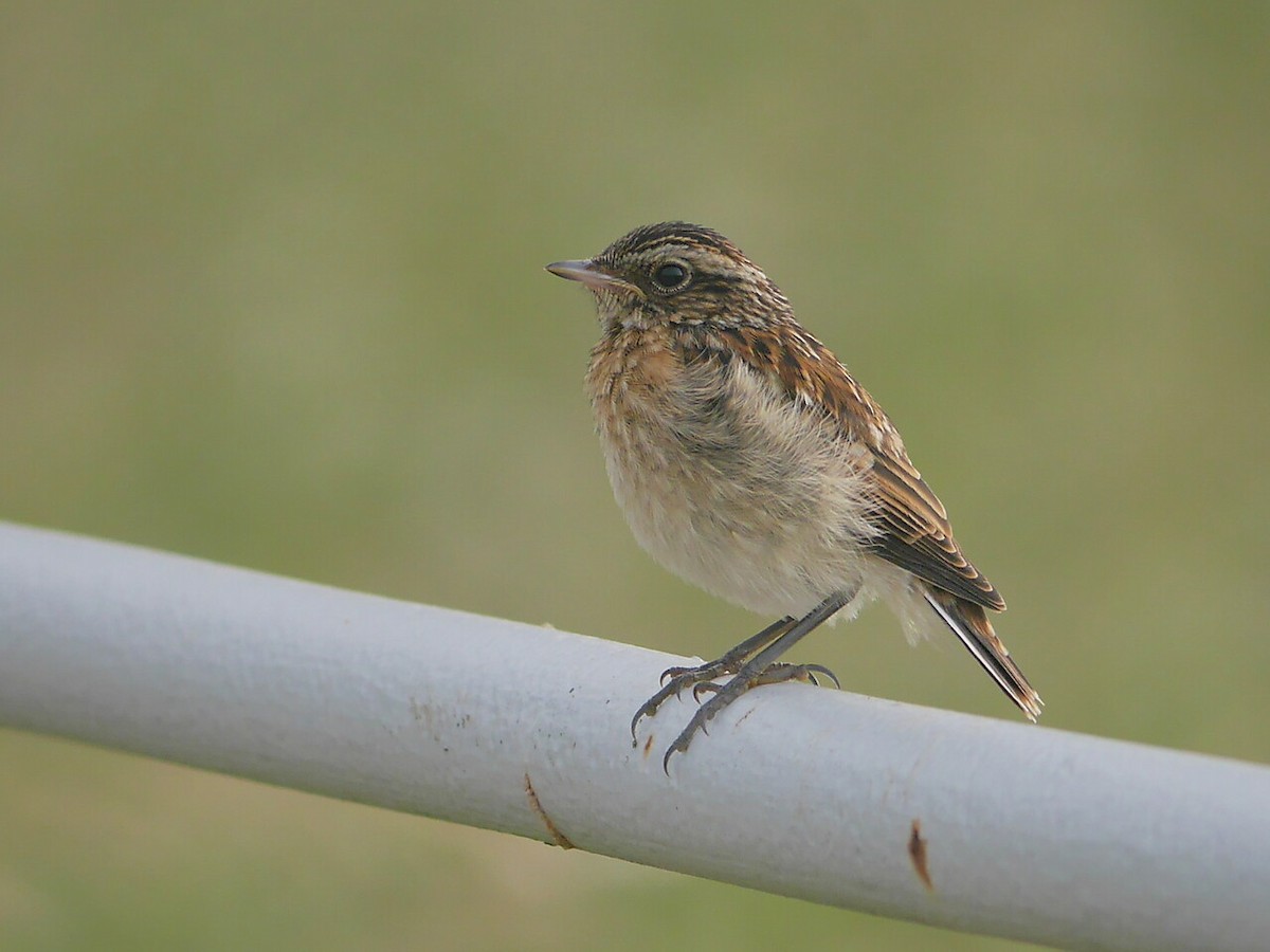 Whinchat - ML350620291
