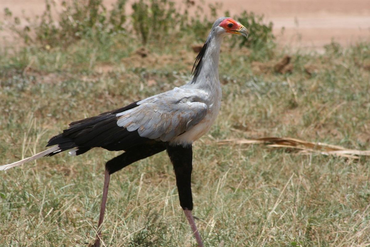 Secretarybird - ML35062071