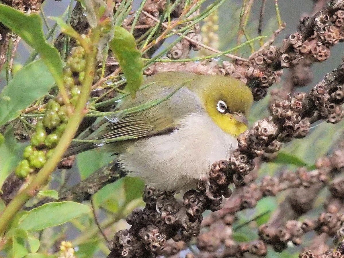 Zostérops à dos gris - ML350620891