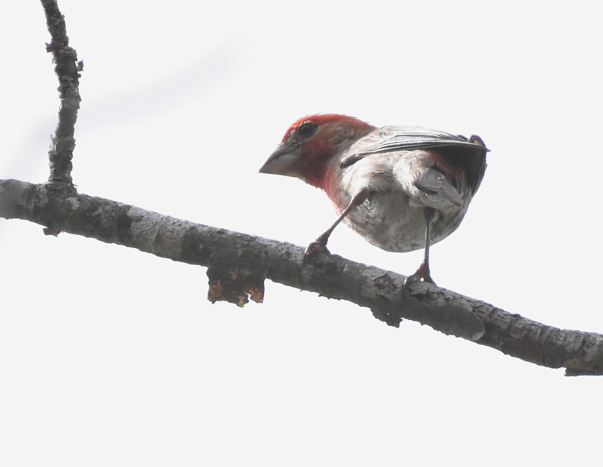 Чечевиця садова - ML350621001