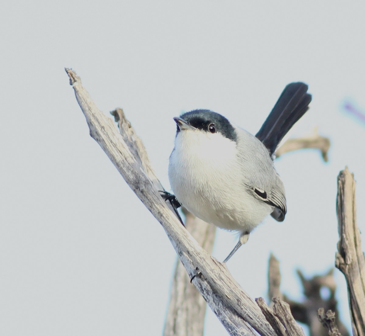 Tropical Gnatcatcher - ML350622101