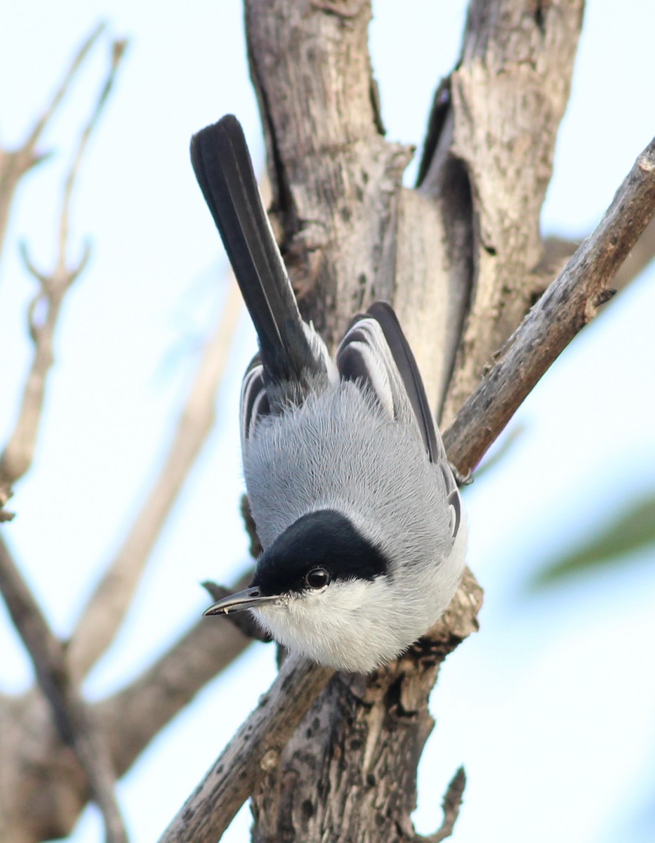 Tropical Gnatcatcher - ML350622131