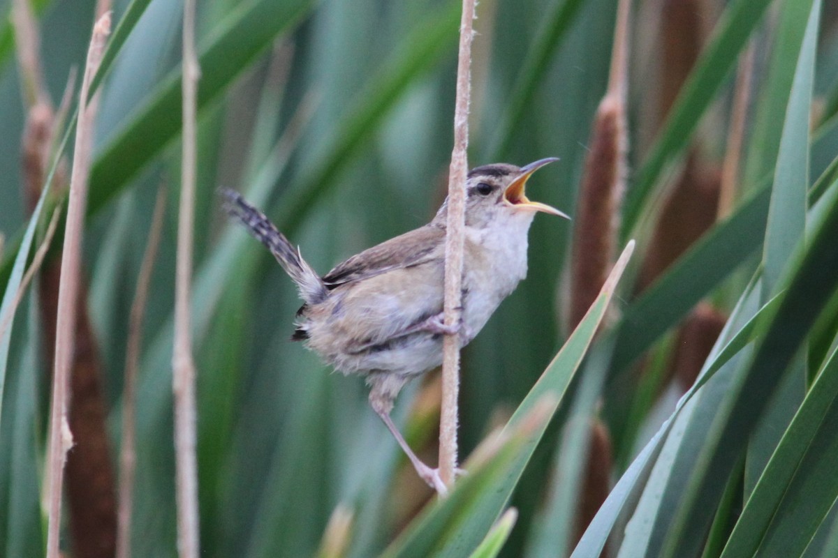 Marsh Wren - ML350622461