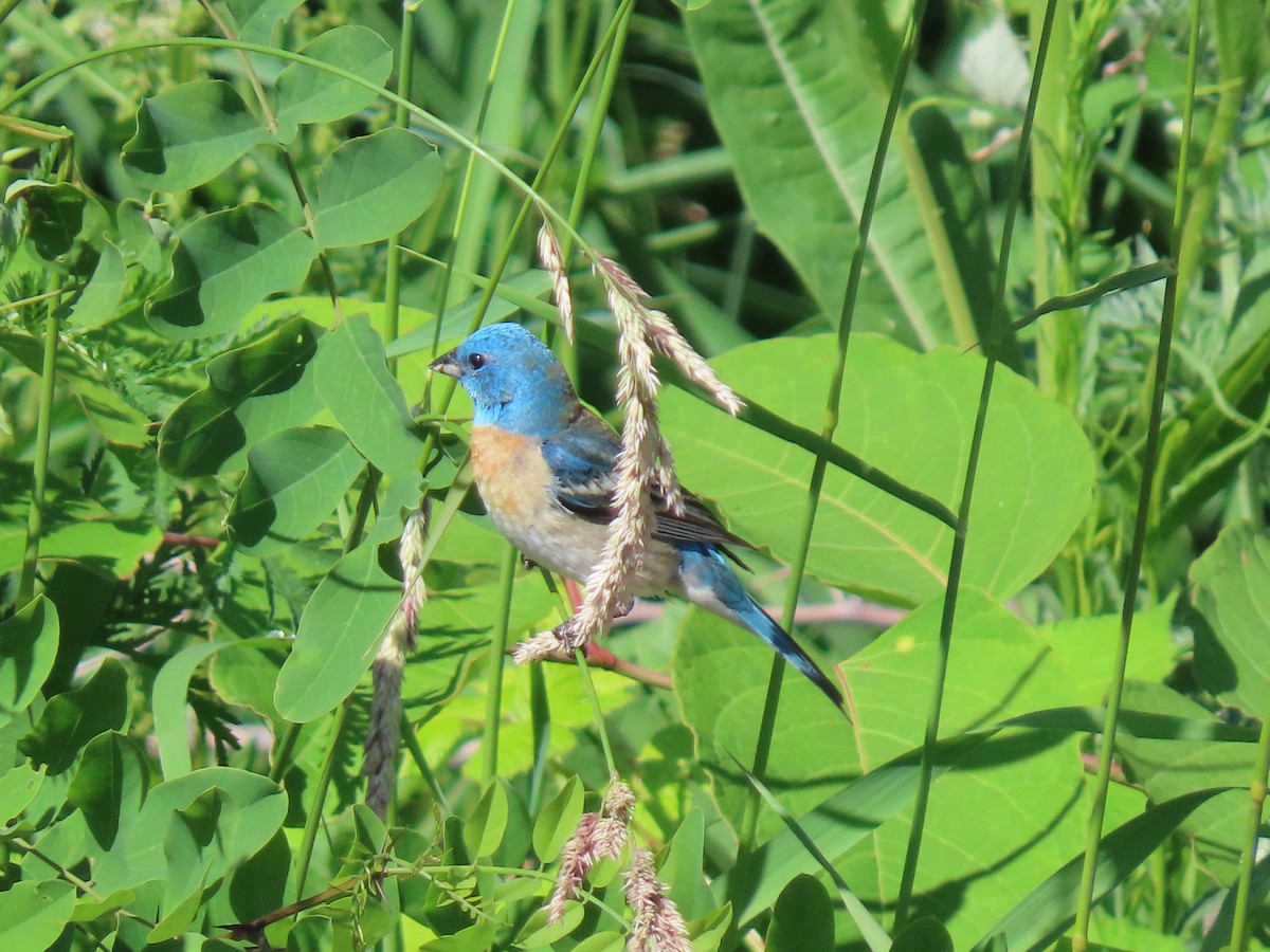 Lazuli Bunting - ML350626651