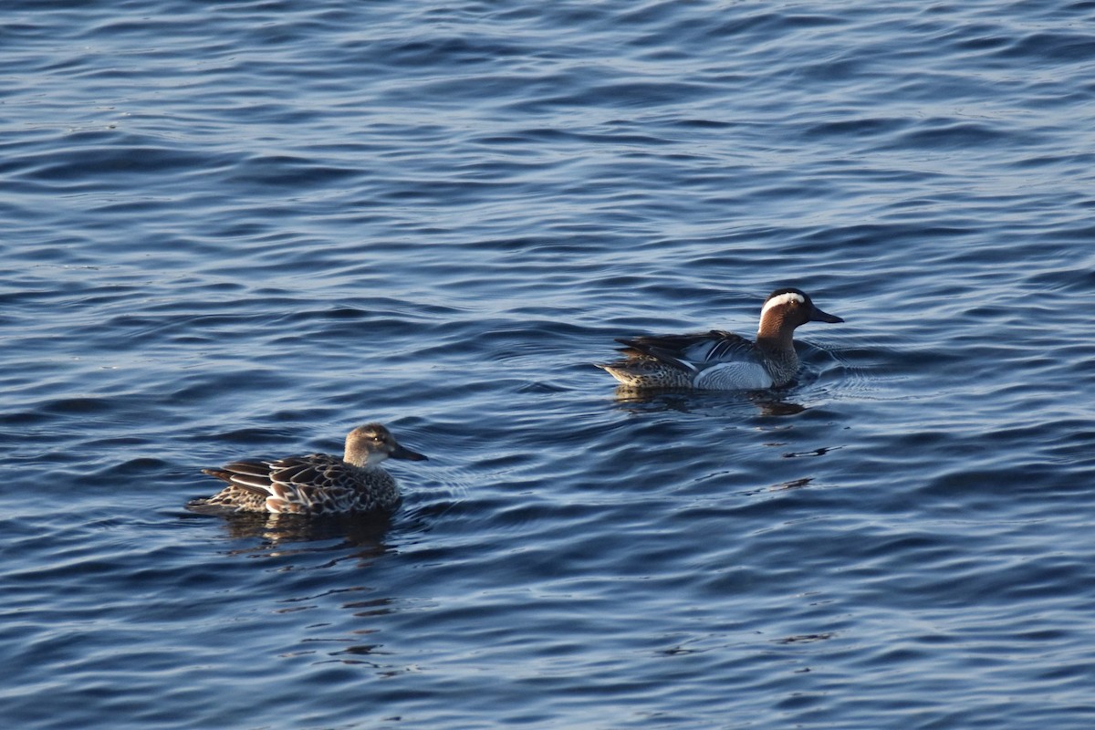 Garganey - ML350630241