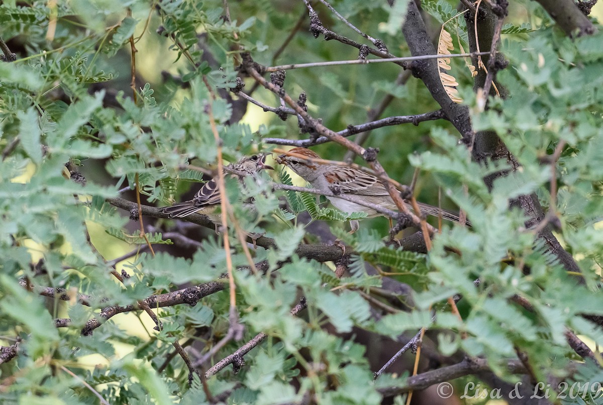 Rufous-winged Sparrow - ML350630811