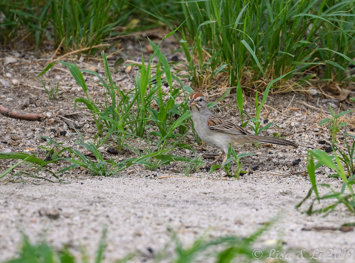 Rufous-winged Sparrow - ML350630821