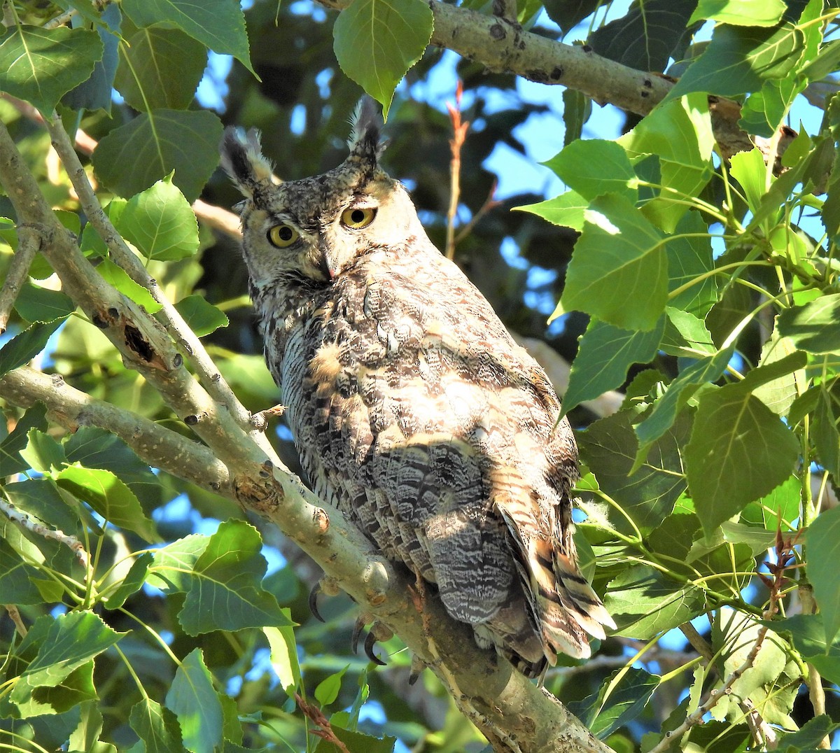 Great Horned Owl - ML350631001