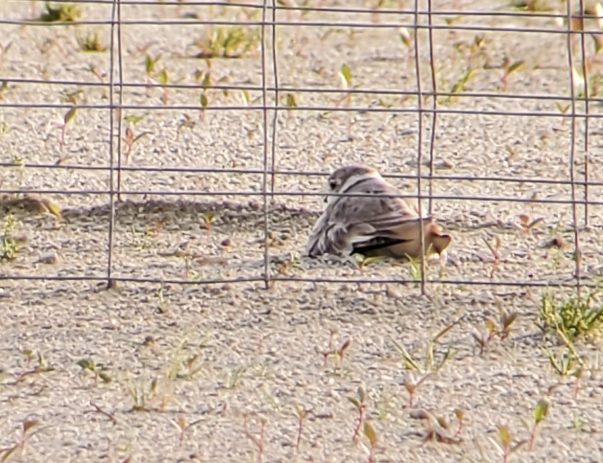 Piping Plover - ML350632641