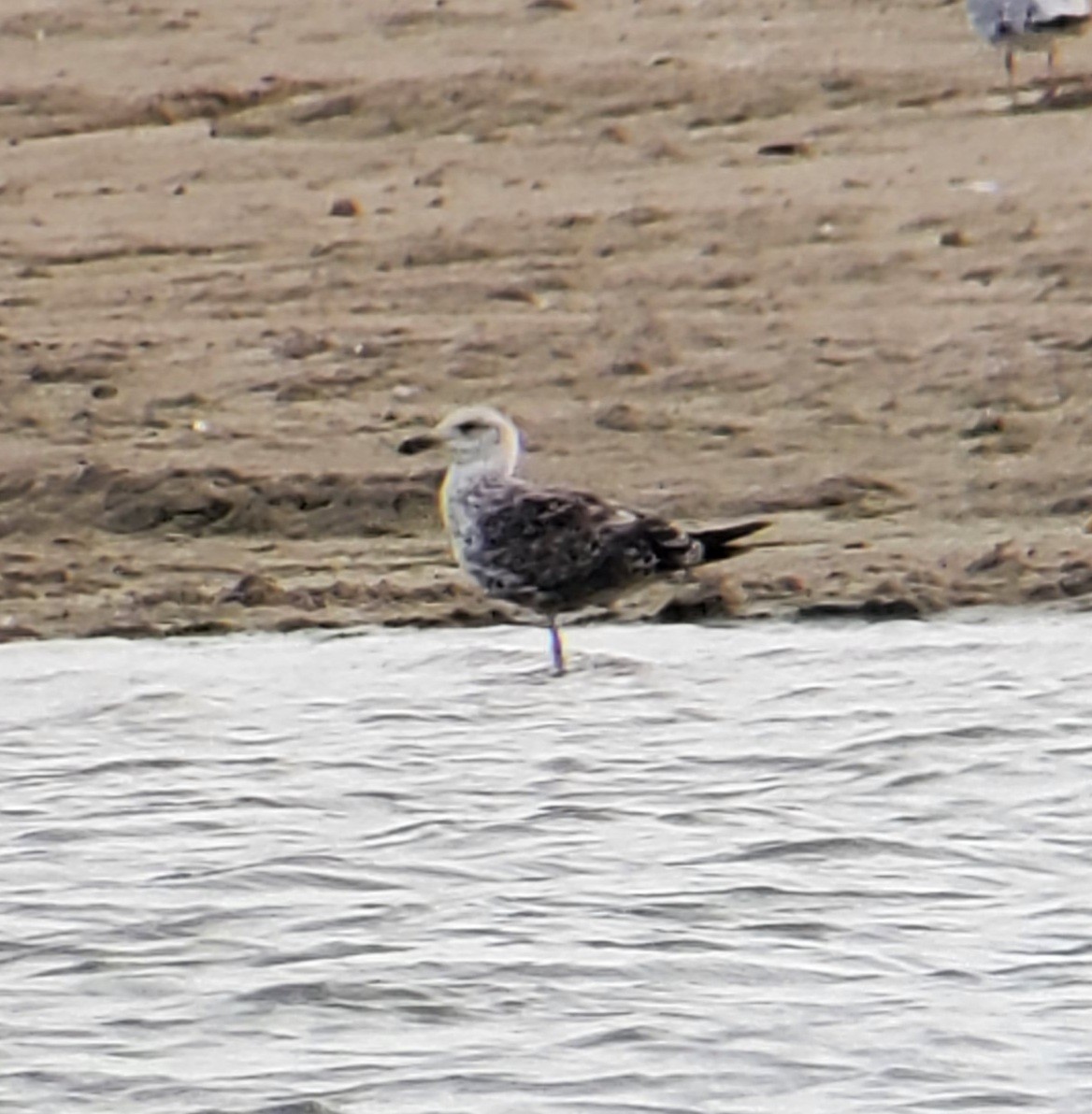 Lesser Black-backed Gull - ML350632751