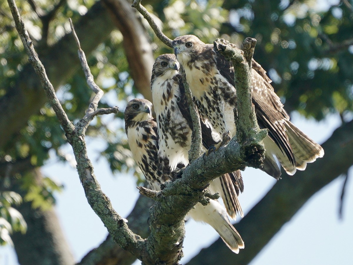 Red-tailed Hawk - ML350633451