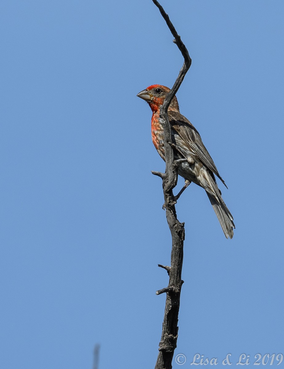 House Finch - ML350634801