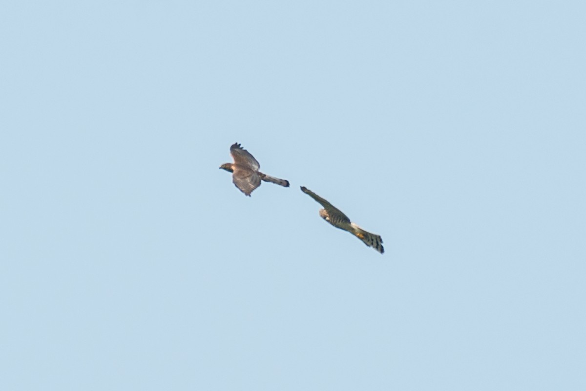 Şikra - ML350635211