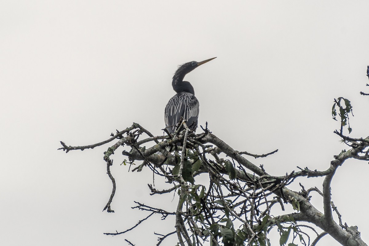 Anhinga - ML350635471