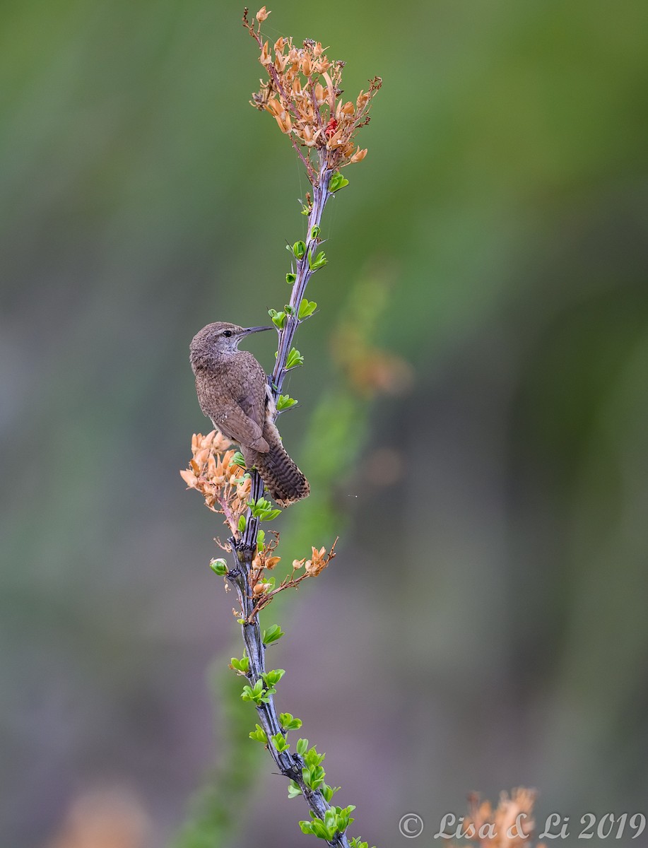 Rock Wren - Lisa & Li Li