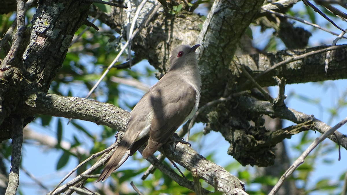 Ash-colored Cuckoo - ML350636661