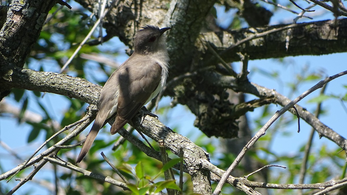 Ash-colored Cuckoo - ML350636791