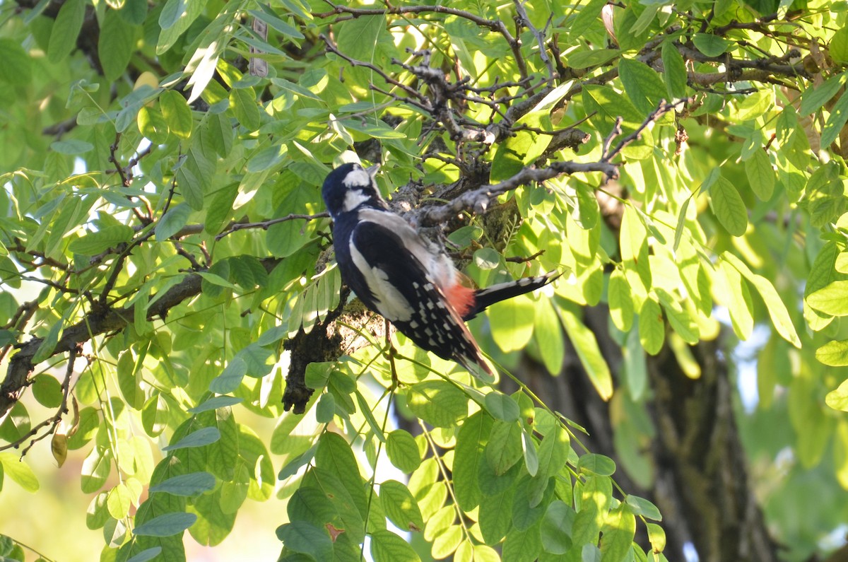 Great Spotted Woodpecker - ML350637541