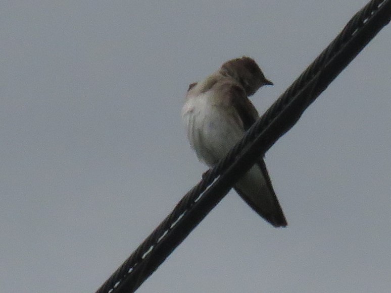 Northern Rough-winged Swallow - Calen Randall