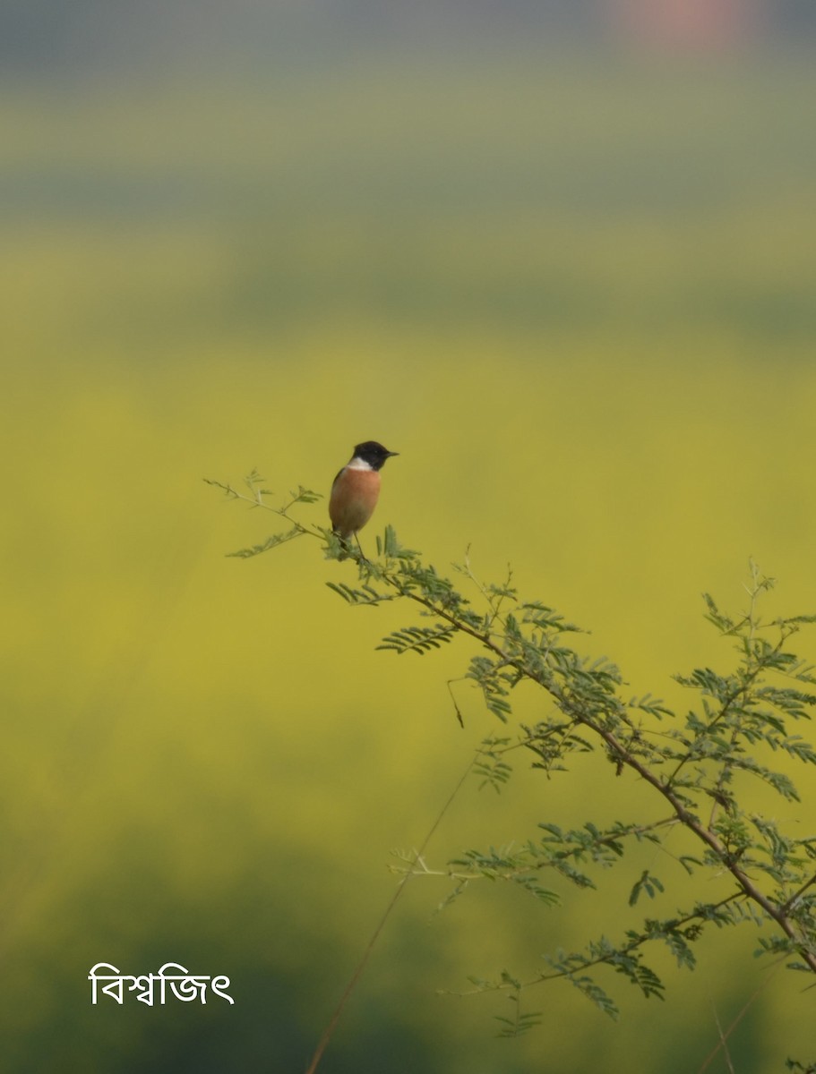 Siberian Stonechat - ML350639421