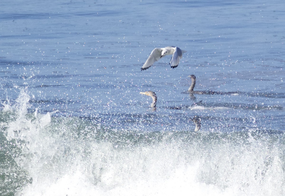 Bonaparte's Gull - Dan Roth