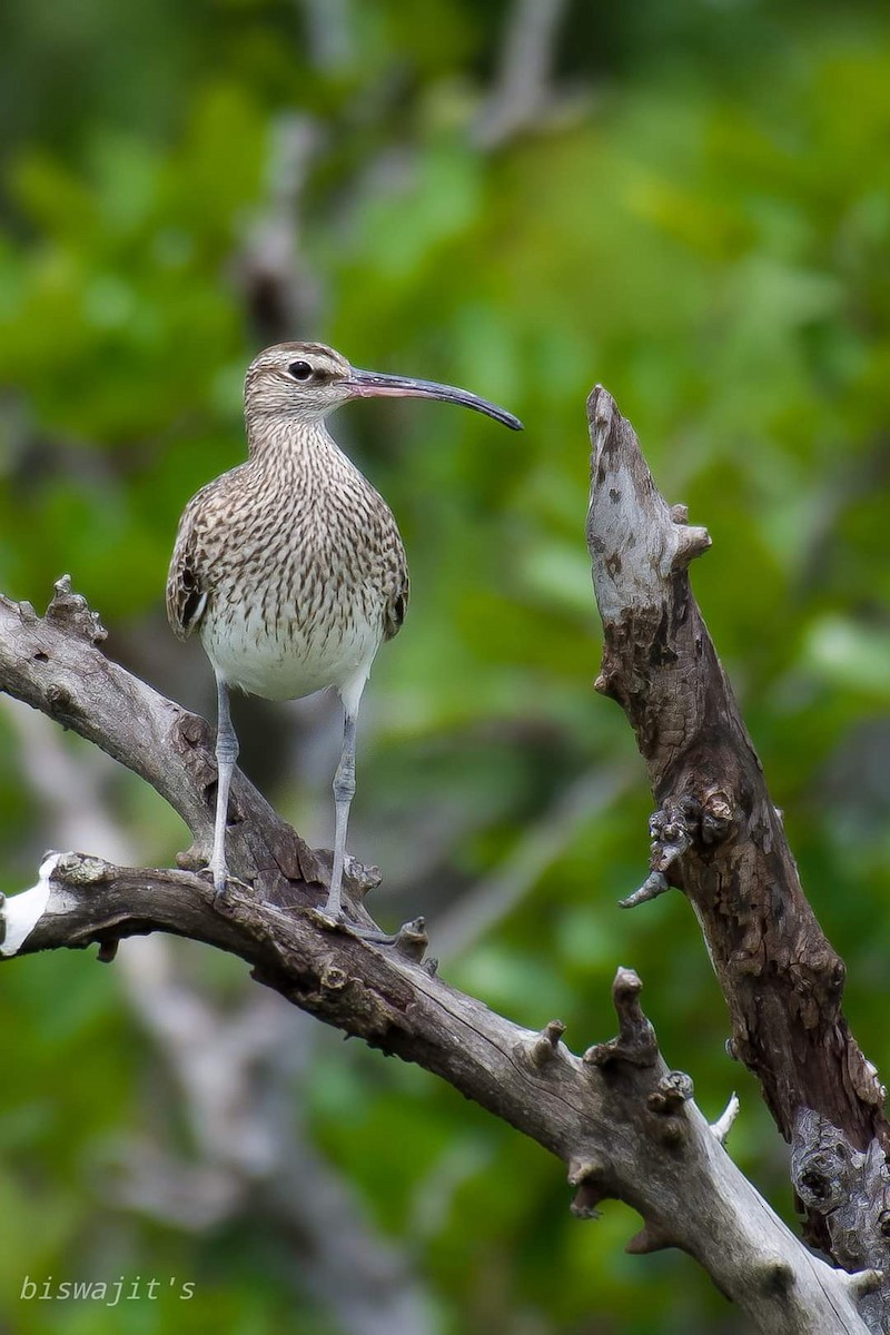 Whimbrel - biswajit singha