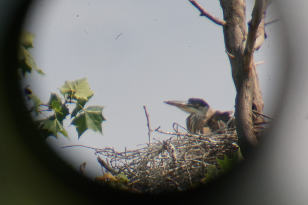 Great Blue Heron - ML350641691