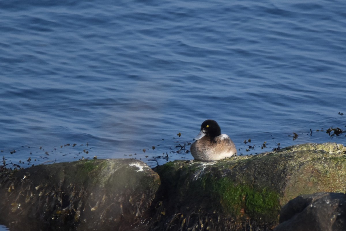 Greater Scaup - ML350642071