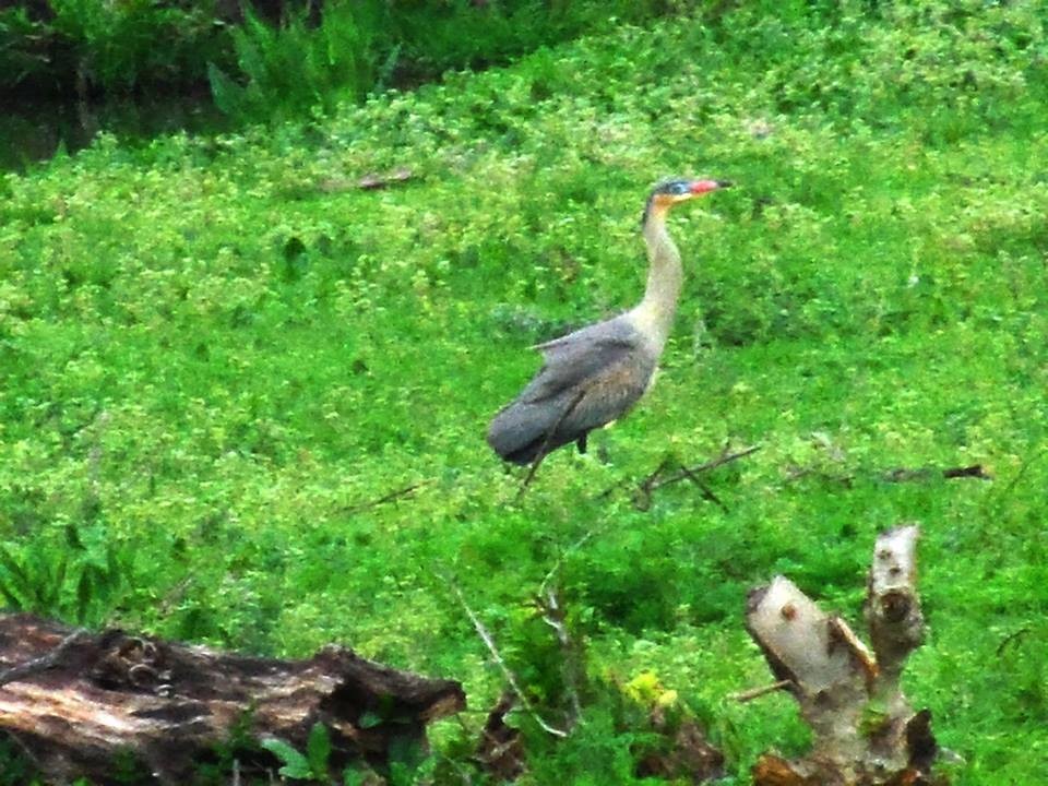 Whistling Heron - ML35064261