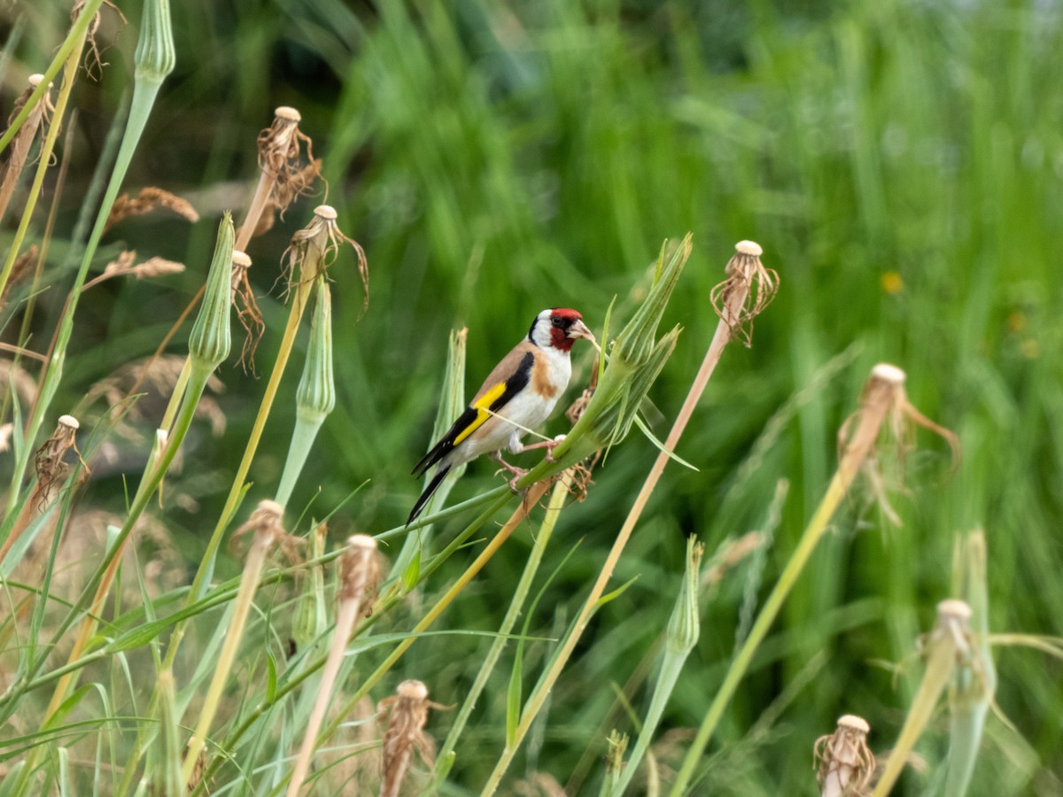 European Goldfinch - ML350645111