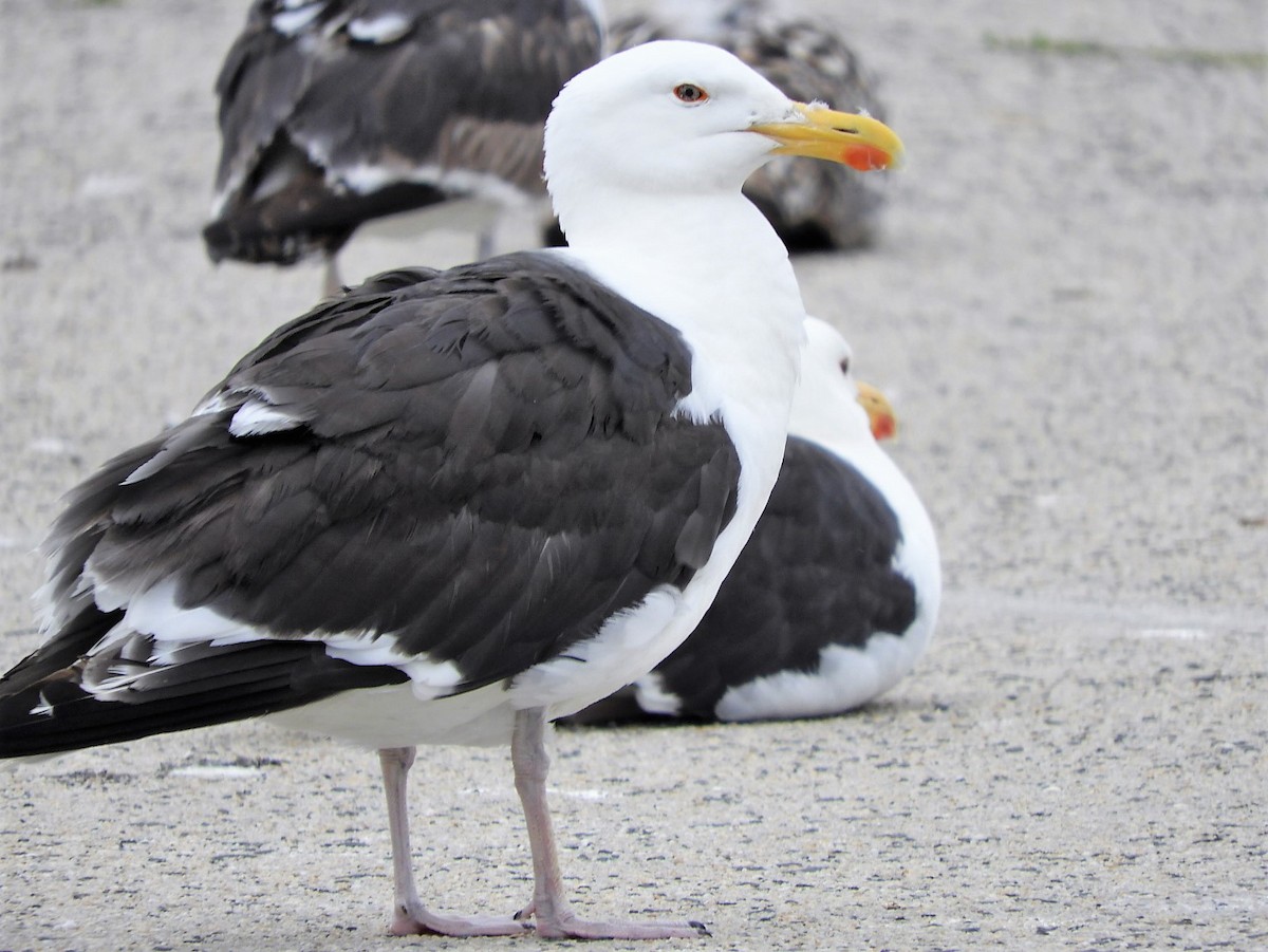 Great Black-backed Gull - ML350645441