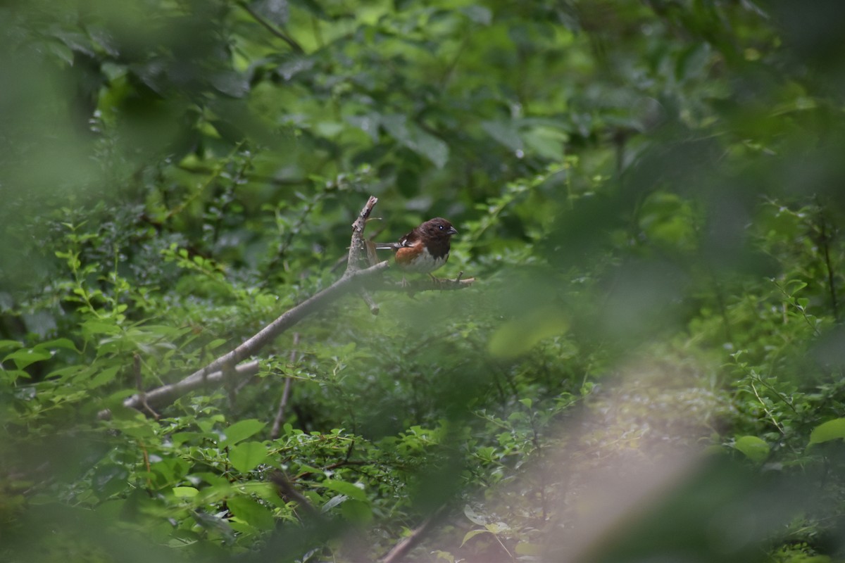 Eastern Towhee - ML350647511