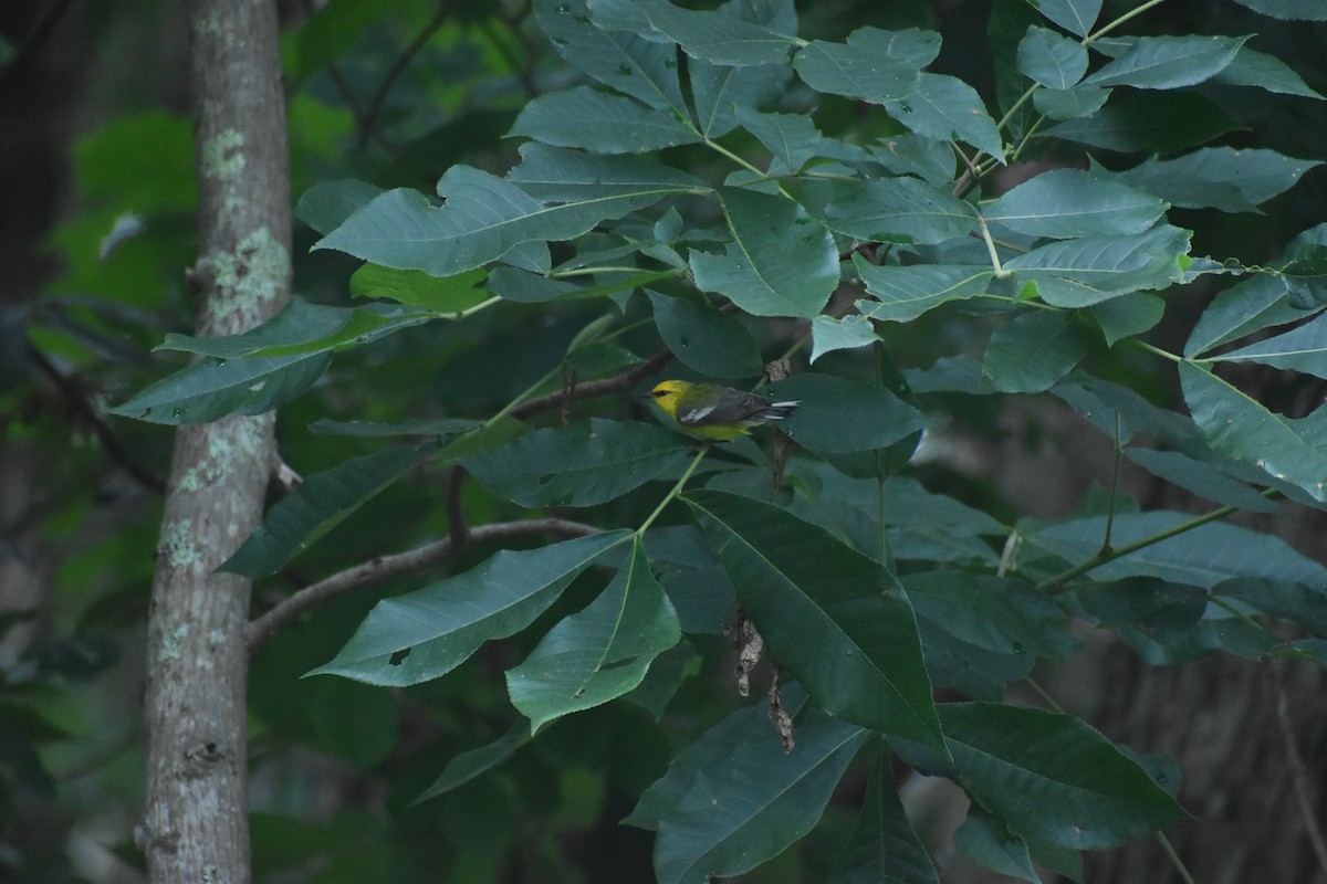 Blue-winged Warbler - ML350647701