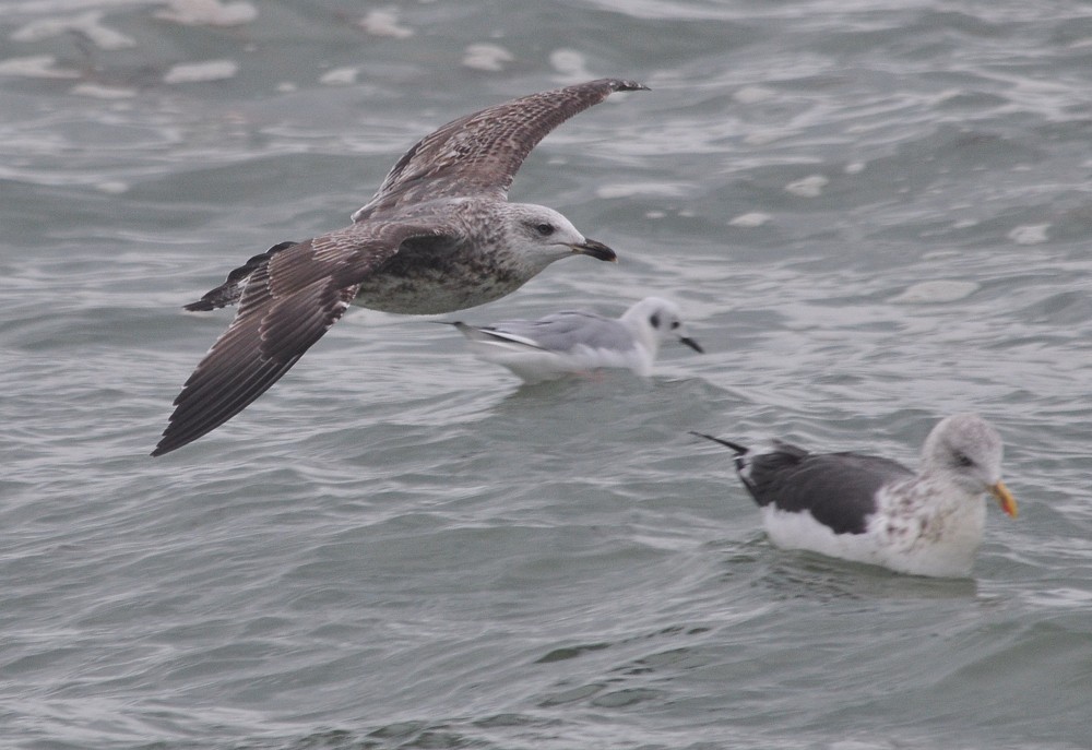 Lesser Black-backed Gull - Jeremiah Trimble