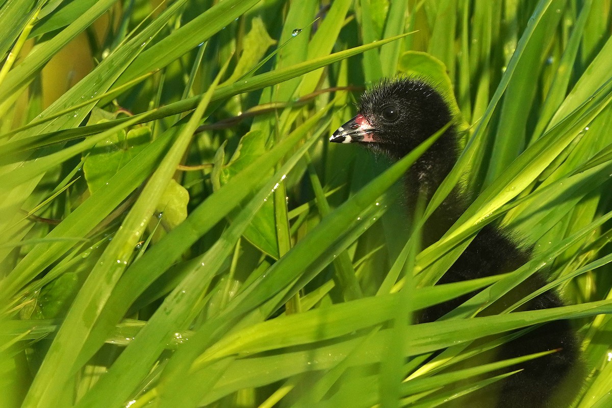 Purple Gallinule - Zeno Taylord-Hawk