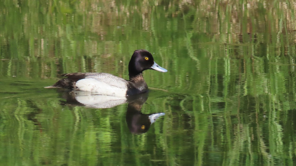 Lesser Scaup - Nick Komar