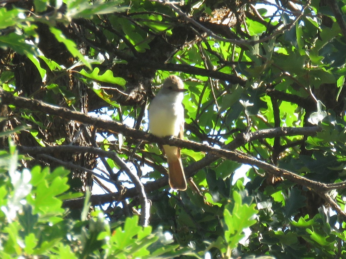 Ash-throated Flycatcher - ML350649271