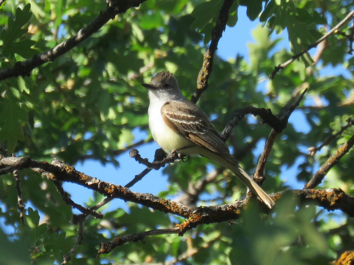 Ash-throated Flycatcher - ML350649961