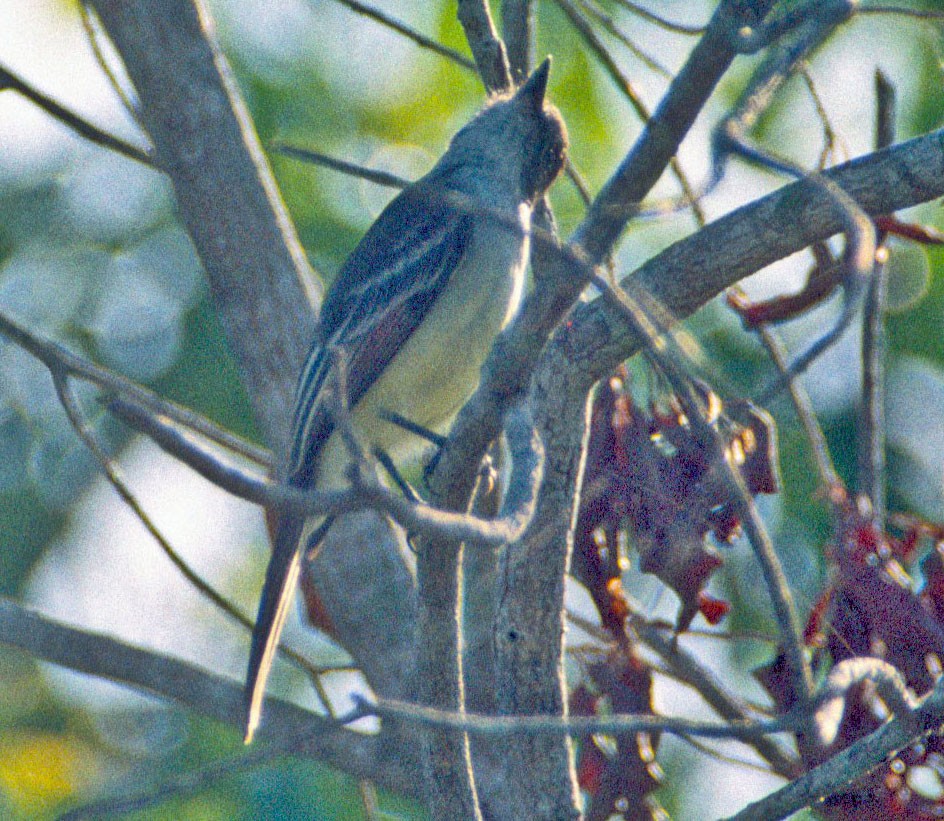 Stolid Flycatcher - Don Roberson