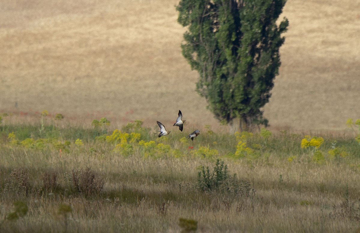 Pin-tailed Sandgrouse - ML350650771