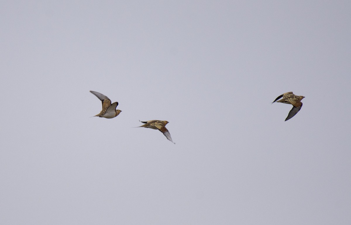 Pin-tailed Sandgrouse - Antonio Ceballos Barbancho