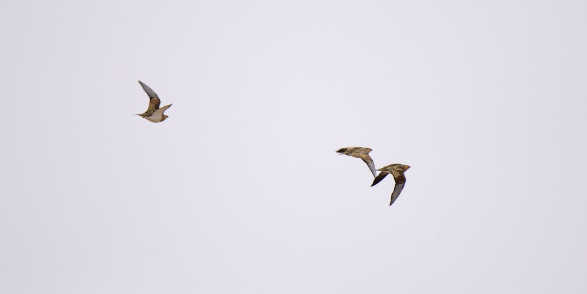 Pin-tailed Sandgrouse - ML350650811