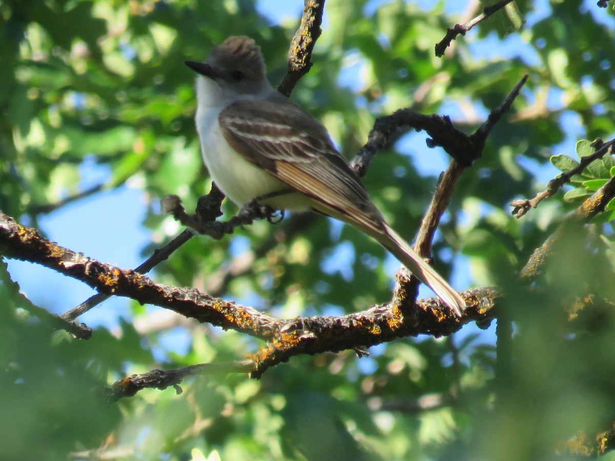 Ash-throated Flycatcher - ML350650961