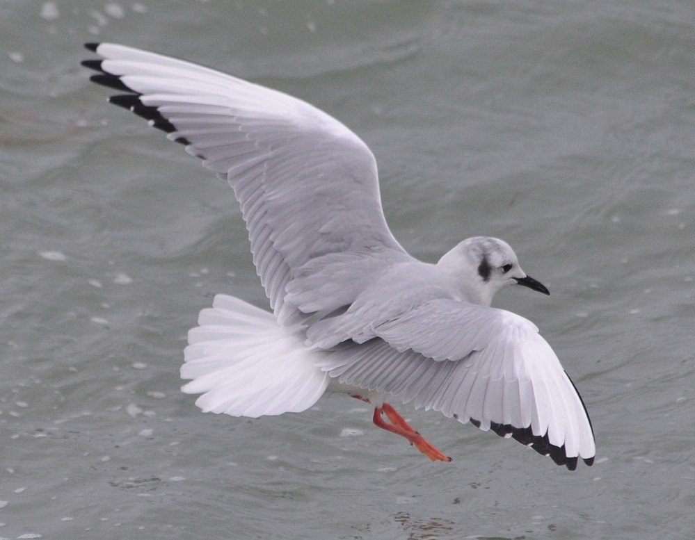 Bonaparte's Gull - ML35065101