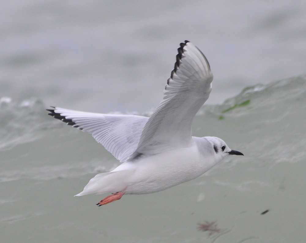 Bonaparte's Gull - ML35065111