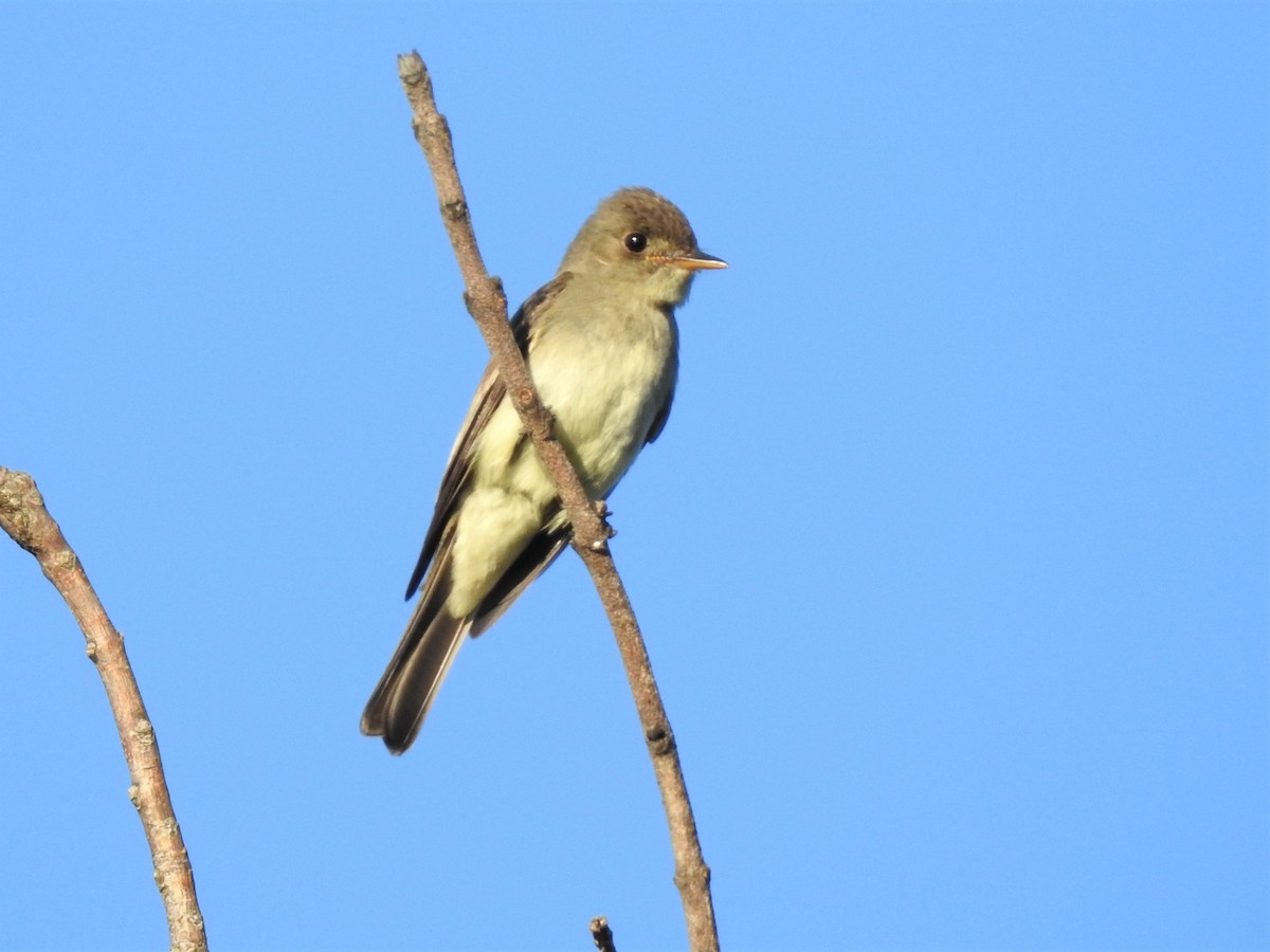 Eastern Wood-Pewee - Marc Hemmes