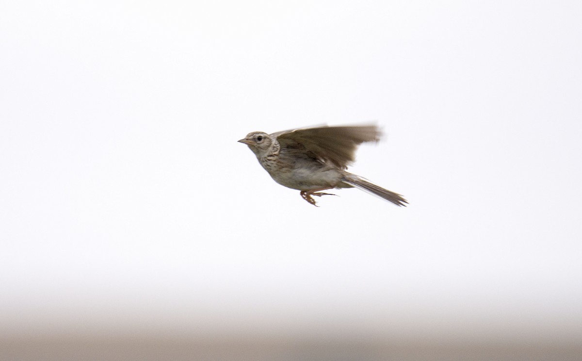 Eurasian Skylark - ML350651661