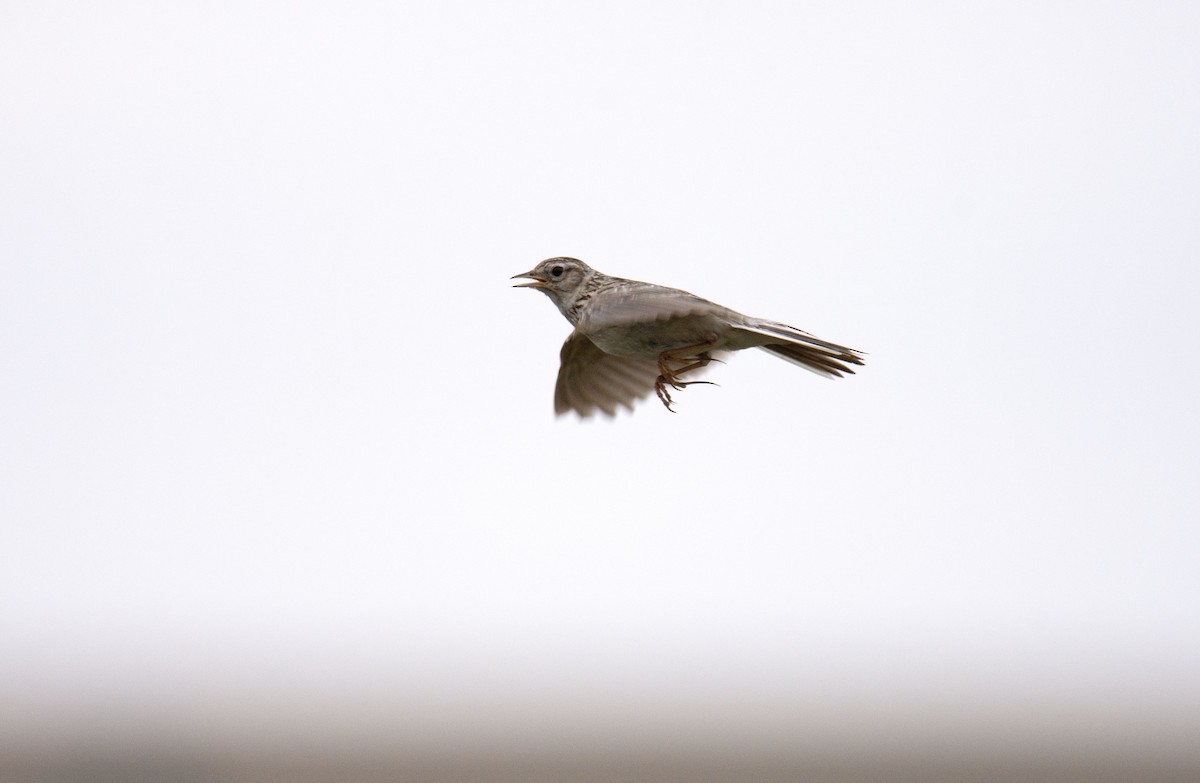 Eurasian Skylark - ML350651691