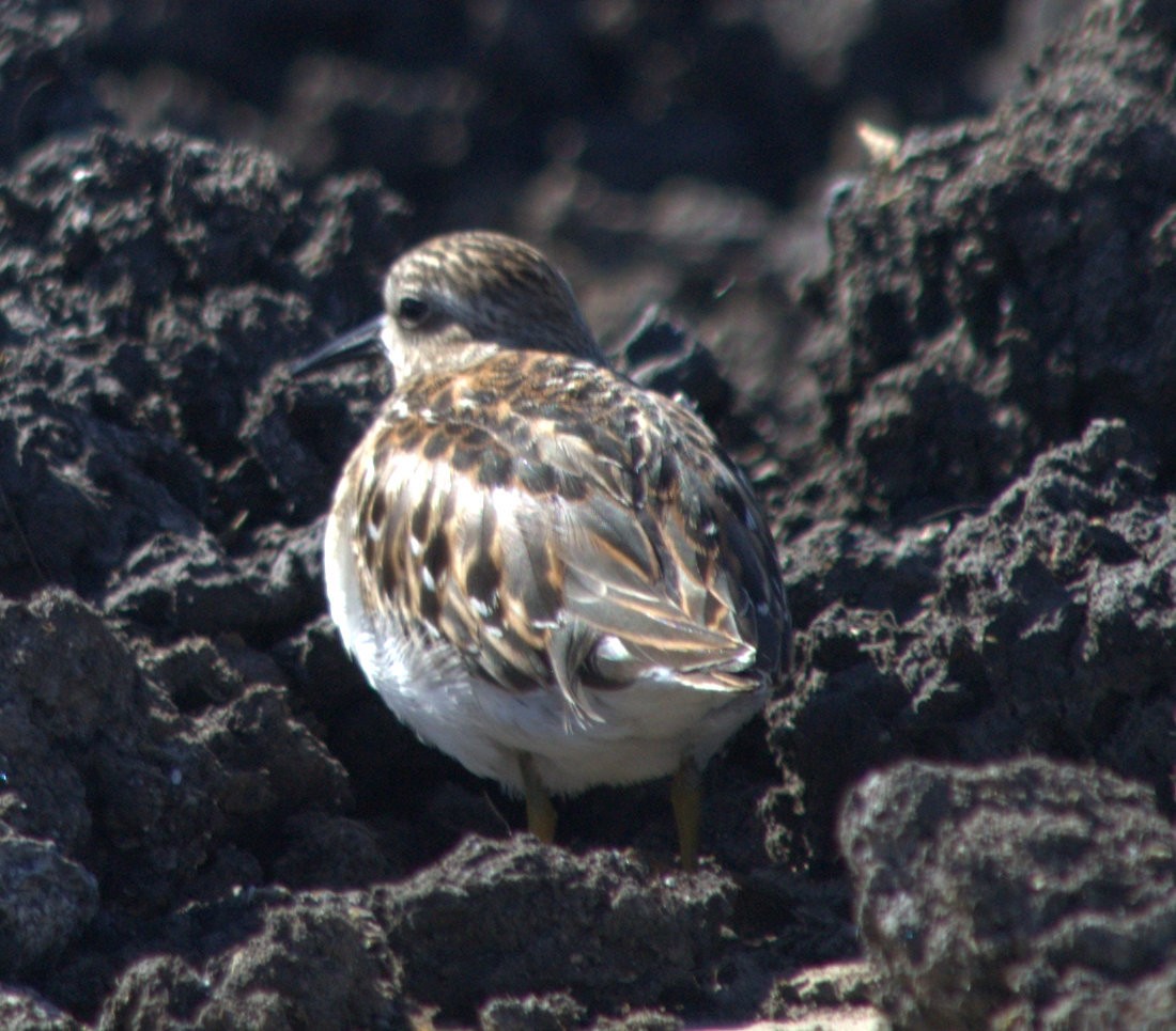 Least Sandpiper - ML35065181